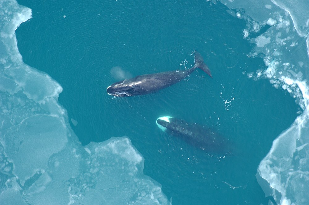 As the Arctic sea ice cover decreases, bowhead whales are losing their territory to killer whales. (IMAGE COURTESY OF WWF) 