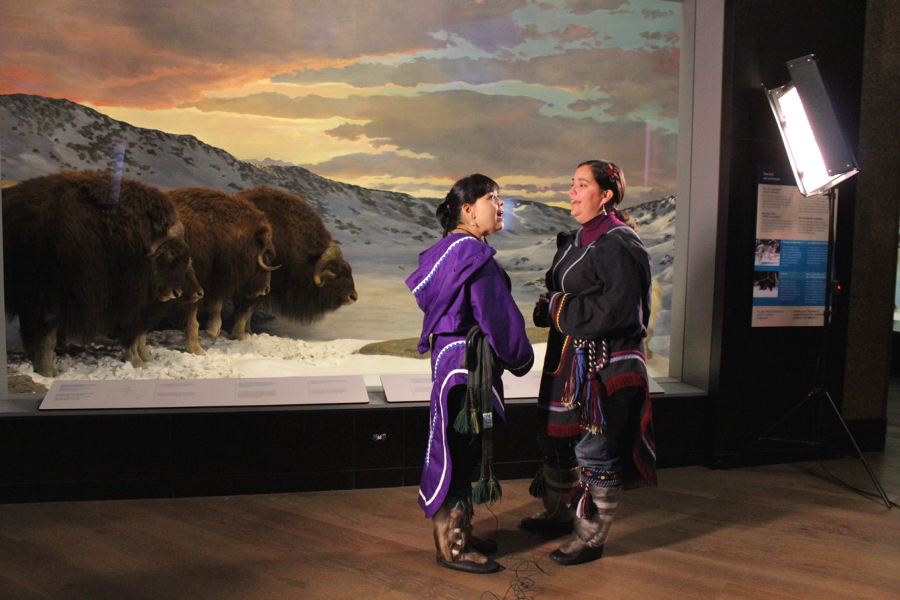 Throatsinging karaoke? An upcoming traveling Arctic exhibit being assembled by Sudbury's Science North and the Canadian Museum of Nature in Ottawa will feature a karaoke booth where visitors will be invited to learn how to throat sing and even record themselves singing along with a video partner. Museum staff filmed Lynda Brown, left, and Heidi Langille, in front of the muskox diorama at the Canadian Museum of Nature Nov. 25 as part of that karaoke project. For more on what it's like to throatsing alone, into a camera, to an imaginary viewer, read our story later on nunatsiaqonline.ca. (PHOTO BY LISA GREGOIRE)