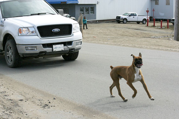 A loose dog runs down an Iqaluit street is this undated photo. The city of Iqaluit will host a public meeting Nov. 13 to hear input on its new Responsible Dog Owner by-law. (FILE PHOTO)
