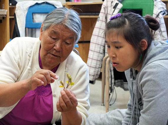 As part of the Purple Tongue project, Tasiujaq student Anita Munick, at right, learns about traditional plant use from Kangiqsualujjuaq elder Susie Morgan. (PHOTO COURTESY OF MELANIE LEMIRE)