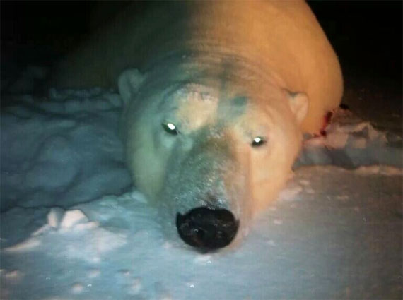 This image of a polar bear, recently hunted in Arctic Bay, made the rounds on Twitter Dec. 4 after Nunavut MP Leona Aglukkaq retweeted the photo, with the message