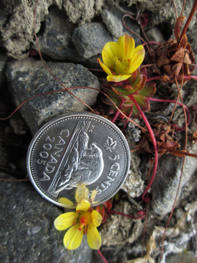Here's a spider plant (Saxifraga flagellaris) — or Kakillarnaliit in Inuktitut — at Lake Hazen in Quttinirpaaq National Park on Ellesmere Island. Panchen said finding flowers like these was like 