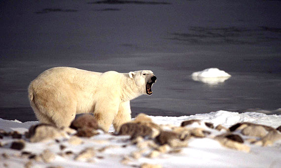 Following public hearings in Inukjuak last week, the Nunavik Marine Region Wildlife Board will send its recommendations to the federal government on how to manage the southern Hudson Bay polar bear population. (PHOTO COURTESY OF THE ONTARIO MINISTRY OF NATURAL RESOURCES) 