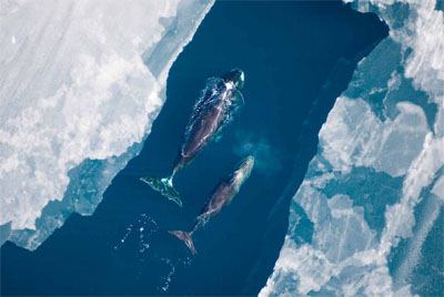 Bowhead whales swim through ice in the Beaufort Sea. (PHOTO BY A.BROWER/NOAA)