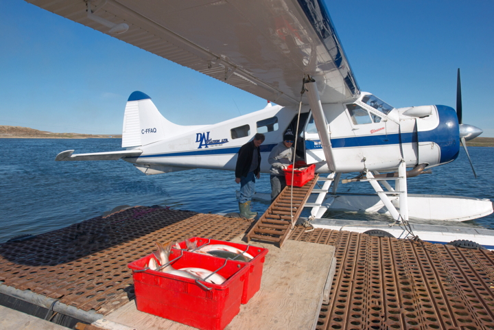 Arctic char, currently being harvested on the Surrey River outside of Cambridge Bay, are transported back to town by float plane, in order to ensure freshness. (PHOTO BY DENISE LEBLEU IMAGES)