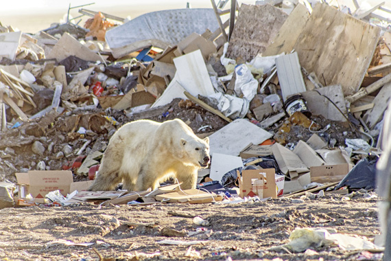 A polar bear looks for something to eat at Arviat's dump July 13. (PHOTO BY PAUL ANINGAT) 