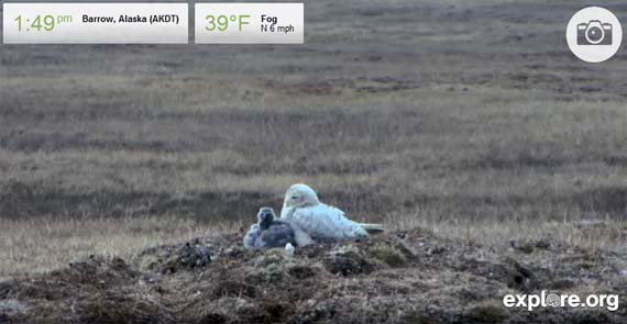 A female snowy owl is pictured here protecting her chicks in a nest near Barrow, Alaska. The family is captured on HD camera that live streams 24 hours a day at explore.org, to give researchers and southern audiences a closer look at the Arctic birds. Snowy owls spend their summers in the Arctic, the females nesting and protecting their chicks, while the males gather food. You can watch the live stream at www.explore.org/live-cams/player/arctic-snowy-owl-nesting-cam. (IMAGE COURTESY OF EXPLORE.ORG)