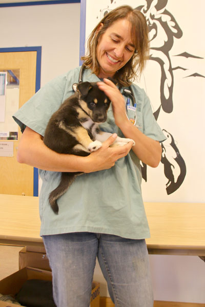 Calgary veterinarian Susan Kutz holds a puppy during a three-day clinic she and four colleagues held in Cambridge Bay between Aug. 16 and Aug. 18. (PHOTO BY KELCEY WRIGHT)