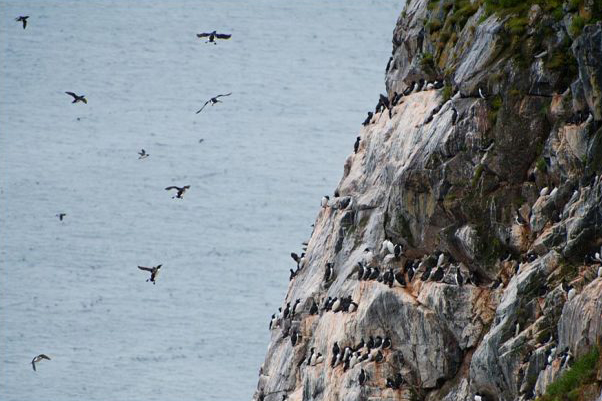 The Digges Islands are known for their rocky cliffs, the nesting grounds for hundreds of thousands of seabirds, including the thick-billed murre. (PHOTO COURTESY OF WHITE FAMILY)