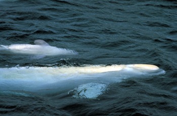 The federal department of Fisheries and Oceans has approved a new management system for the beluga whale harvest in Nunavik. (FILE PHOTO) 