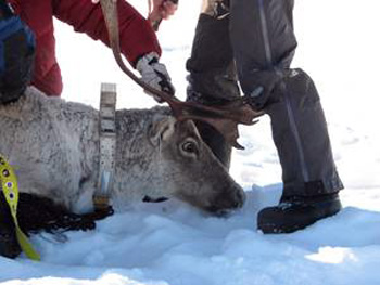 Laval university biologists put a collar on a captured caribou in Northern Quebec in February 2013. (PHOTO COURTESY OF CARIBOU UNGAVA)