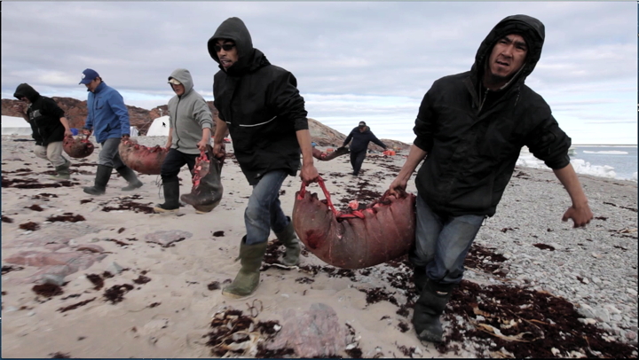 Crews help transport walrus meat wrapped in skins during a recent Kinguliit Productions film shoot on Qiasut, a traditional walrus-hunting island about 40 miles from Igloolik. (PHOTO BY JONATHAN FRANTZ)