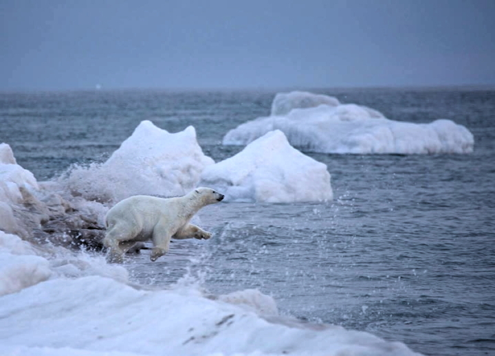 After hunters in North Baffin harvested a bowhead whale in the fall of 2014, they left the skeleton on the shore of Baffin Bay, an irresistible treat for polar bears who flocked to the site in great numbers in November to feast on the carcass and ply the open waters. Clyde River photographer Niore Iqalukjuak took dozens of photos of the bears at the time and recently uploaded some new ones to his Facebook page including this one, of a polar bear, mid-flight, heading into the sea. (PHOTO BY NIORE IQALUKJUAK)