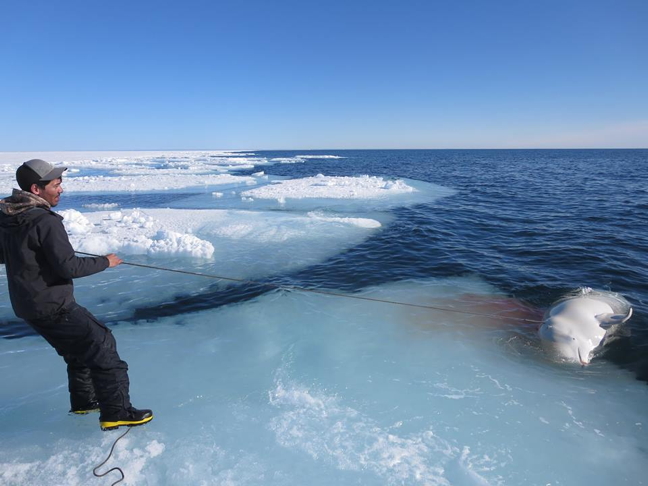 Rick Ningeocheak hauls a beluga onto the floe edge ice southeast of Coral Harbour June 6, after five straight days of failed attempts. (PHOTO BY GREG NINGEOCHEAK)