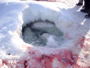 This photo shows some of the 70 belugas which were trapped in the ice near Sanikiluaq in February 2013. (FILE PHOTO)