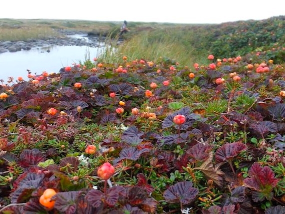 A field of delicious dreams: a huge patch of aqpik berries ripens in the long days of summer in Sanikiluaq. Aqpiks, sometimes called cloudberries, salmonberries or bakeapples in other parts of the world, are a summer treat for Nunavummuit and Nunavimmiut who use them in baking, cooking or just as a snack. Delicious, yes, but also really good for you. Earlier this year, Nunatsiaqonline.ca reported on some research out of Laval university in Quebec City which suggested aqpik berries increase healthy microbes in your intestines and can help prevent or even diminish diabetes symptoms. (PHOTO BY SARAH MEEKO)