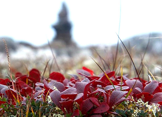 As the season turns from summer to fall, the tundra turns from green to red and brown, as this photo from Sankiluaq reveals. (PHOTO BY SARAH MEEKO)