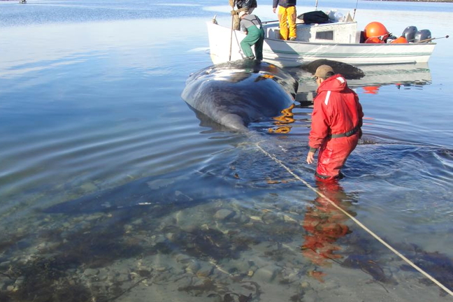 After weeks of perseverance in the midst of thick pack ice in the bay, hunters in Naujaat finally got their prize Sept. 17 — a bowhead whale. They might be the only community to get one this year. Of the five bowheads now allocated annually to Nunavut hunters — two in Baffin, two in Kivalliq and one in Kitikmeot — only four tags were claimed: Hall Beach, Pangnirtung, Gjoa Haven and Naujaat. Naujaat is the only successful community so far. Gjoa Haven, which was to harvest this year's Kitikmeot quota, cancelled their hunt because of bad ice conditions. The 48-foot whale was first spotted on the evening of Sept. 16 and brought to shore the next morning. It was the hunters' 10th trip out on the water. Stay tuned for more details soon on Nunatsiaqonline.ca. (PHOTO BY DOLLY MABLIK)