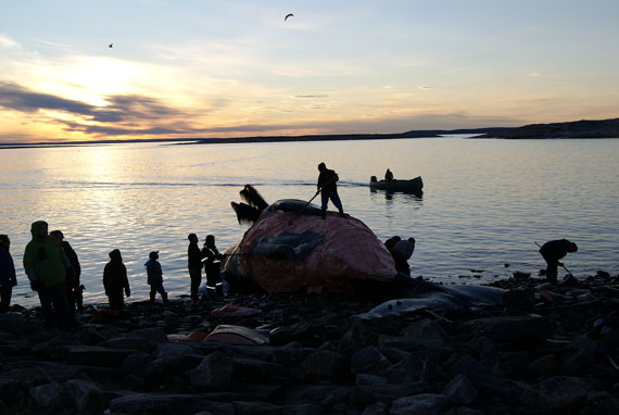 In the early morning light of Sept. 17, Naujaat hunters butcher their catch, a 48-foot bowhead whale. (PHOTO BY MAY LAIN)