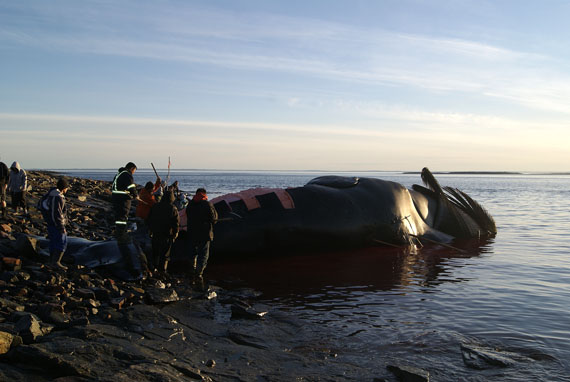 After discovering that the trigger mechanism on their grenade gun didn't work, Naujaat hunters used rifles and lances to catch their whale. (FILE PHOTO)