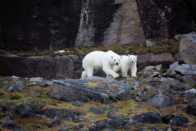 A group of hunters plying the waters of Scott Inlet Aug. 30 spotted another hunter and her offspring on the shoreline. Scott Inlet, an inlet on Baffin Island, is a couple hours by boat north of Clyde River. The two polar bears look healthy and robust at the end of summer. (PHOTO BY NIORE IQALUKJUAK)