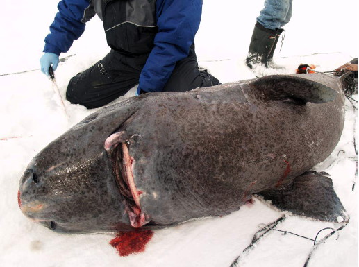 One of the many projects listed in a new catalogue of local research around Pangnirtung includes a masters thesis by C. Julián Idrobo of the University of Manitoba who studied Inuit knowledge of the Greenland shark: how it is considered a 