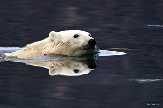 A polar bear swims towards the shoreline near Cape Dorset last month. Johnny Mike, the Nunavut environment minister, said the Nunavut government is ready to oppose a fourth attempt to up-list the status of polar bears at CITES in 2016. (PHOTO COURTESY OF JOHN CORKETT)