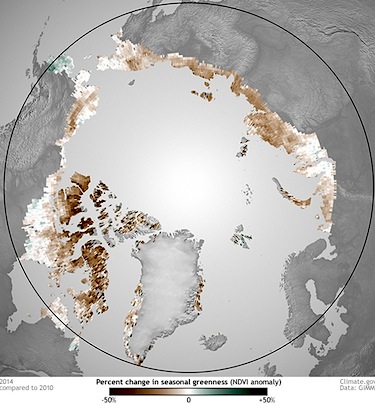Over the past 30 years, tundra vegetation has greened up as the Arctic has warmed. But in recent years that trend has reversed. As the Arctic has warmed, satellites reveal it has also been 