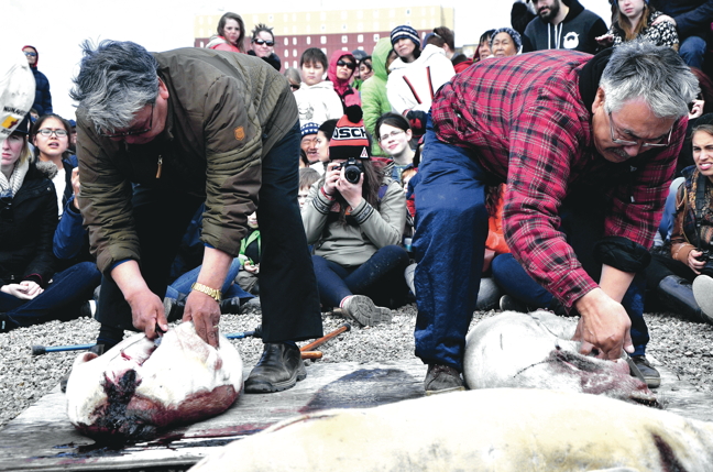 A multi-million-dollar fund announced in 2015 to help Aboriginal sealers certify and market their products to the European Union is starting to pay dividends. Ottawa and Nunavut just inked a deal worth $150,000 to go to Nunavut's environment department. (PHOTO BY DAVID MURPHY)