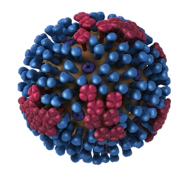 What makes you sick with the flu: this illustration from the Centre for Disease Control shows a 3D representation of an influenza bacteria.