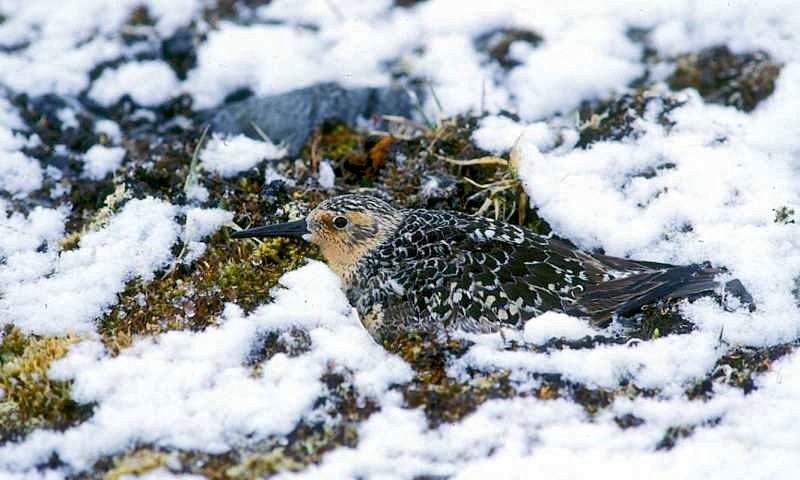 Red knots used to incubate their eggs in the Arctic snow in order to optimally time the hatch date of their chicks relative to the insect food peak. Nowadays, red knots have a hard time keeping pace with the rapidly advancing onset of Arctic summer. (PHOTO BY JAN VAN DE KAM) 