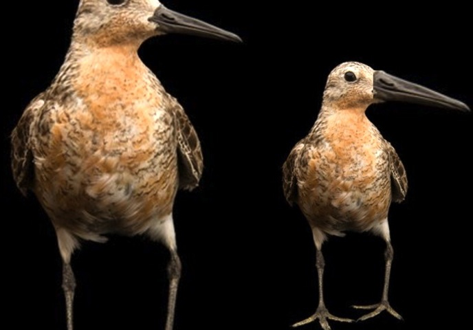The red knot as it is now (left) and an (exaggerated) projection how the future red knot might look like (right): smaller, but having maintained its relatively long bill. Red knots are smaller, but since the short-billed small birds are selected against, the ones with the highest survival chances are relatively long-billed. (PHOTO BY JAN VAN GILS)
