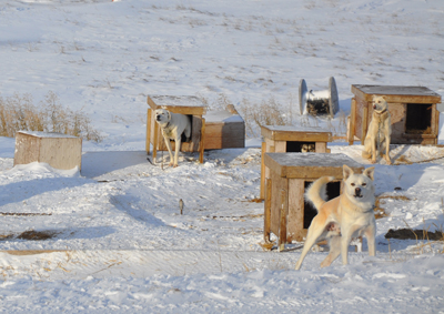 Following the death of a young Nunavut girl, who was mauled by a dog earlier this week, Nunavut's coroner's office has made a number of recommendations on how hamlets can tighten their animal control bylaws. One of the office's recommendations is that dog teams be secured outside of communities. (FILE PHOTO)