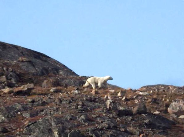 This polar bear was spotted near Iqaluit in September 2015. Territorial wildlife officers in Iqaluit shot and killed a polar bear July 23 after the animal wandered into a camp site at Sylvia Grinnell Park. (FILE PHOTO)