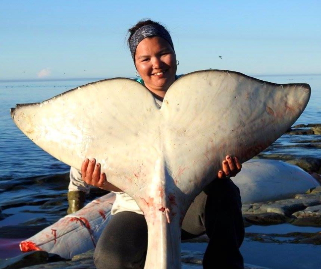 Sanikiluaq's Anita Kavik holds up the tail of a beluga she harvested — her first ever — near the King George Islands, July 11. Kavik, 23, told Nunatsiaq News she was out looking for eider duck nests to gather down when they saw a pod of belugas. Her boyfriend gave her his .303 rifle and told her to shoot when they came up for air. It took her a few tries but she managed to finally get one. She called her Godmother in Inukjuak right away to tell her and then split the maktaaq between her Godmother and local elders. Belugas, common to the Belcher Islands in southern Hudson Bay, are very closely related to narwhals and unlike most whales, belugas have flexible necks which allow them to turn their heads in all directions. (PHOTO BY ANNIE KAVIK)