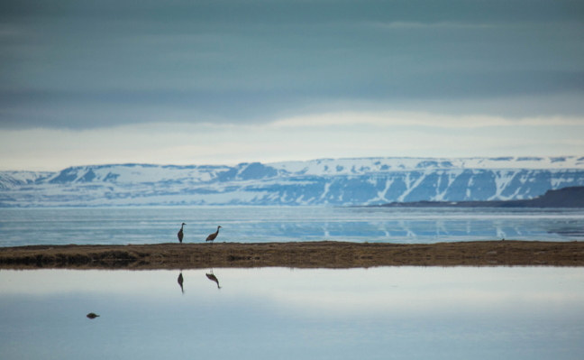 Sandhill cranes forage for food downstream from Marcil Lake near Arctic Bay June 16, with Admiralty Inlet in the background. Sandhill cranes winter in the southern United States and Mexico and then spend their summers in all parts of Canada, including the Arctic, starting in early June. Similar in size to the great blue heron and larger than a whooping crane, sandhill cranes can have a six-foot wingspan and can weigh seven to 10 pounds, according to allaboutbirds.org. They start breeding at two years of age or later and mate for life — which can mean two decades or more — staying with their partner year-round. (PHOTO BY CLARE KINES)