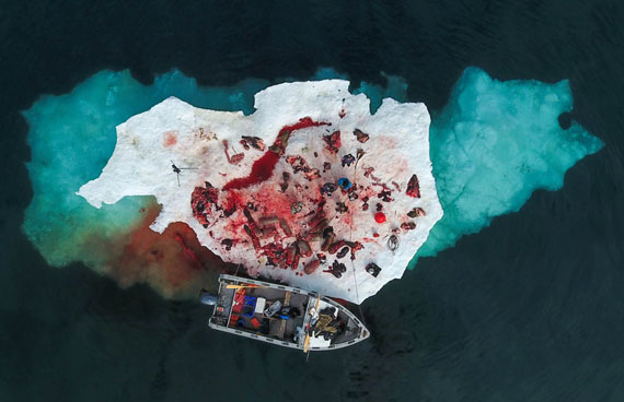 Clyde River photographer Robert Kautuk captures a successful day’s hunt with his new drone July 21, when hunters stopped at a piece of sea ice to butcher two walruses they caught near Igloolik. (PHOTO BY ROBERT KAUTUK)

