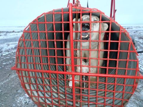 An Arviat wildlife officer has set up two of these polar bear traps east of the community, but the traps have yet to draw any bears this year. (FILE PHOTO
