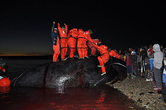 Triumphant Nunavut hunters stand on top of the 27-foot bowhead whale they caught Aug. 20 after months of planning and five days of hunting out on the sea. (PHOTO COURTESY OF GEORGE QULAUT)