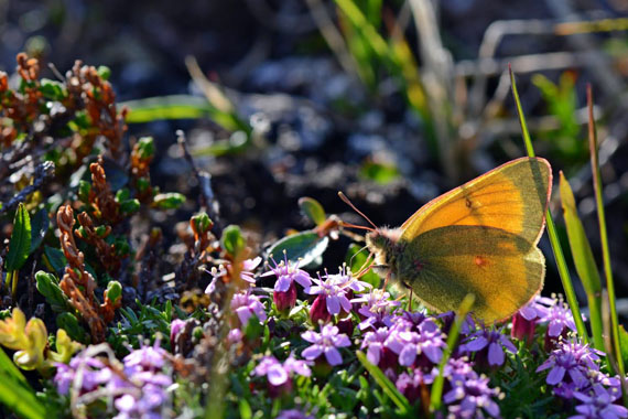 This not-yet-identified butterfly was spotted in the dense tundra of Pingualuit park earlier this month as part of an inventory of butterfly species in the northern region of Nunavik. (PHOTO BY MAXIM LARRIVEE) 