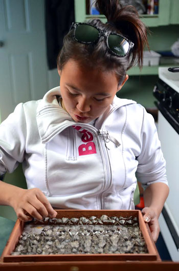 Suzanna Aragutak, of Umiujaq, pins butterfly specimens in a box destined for Montreal, where entomologists will identify them. (PHOTO BY MAXIM LARRIVEE)