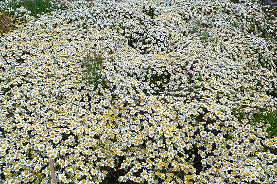 Summer means flowers in Nunavut's most southerly community, Sanikiluaq, where photographer Sarah Meeko catches a carpet of daisies on the Hudson Bay island. You can read more about Meeko in a feature story published in the Aug. 5 print edition of Nunatsiaq News. (PHOTO BY SARAH MEEKO)