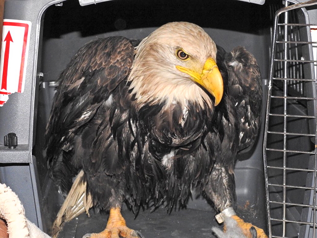 The five-year-old female bald eagle had been banded in Michigan in 2011. Hunter Cedric Manik, who brought her home when he found her injured, fed her chunks of caribou meat on the way to maintain her strength. (PHOTO BY GORDY KIDLAPIK)