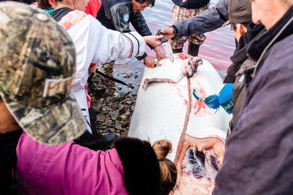 Inukjuak hunters butcher a beluga whale outside the Hudson coast community last week, the maqtaq of which was shared among residents. DFO opened a restricted fall beluga hunt in Nunavik this month, although Inukjuak wasn't among the communities approved to harvest additional whales. (PHOTO BY YVES CHOQUETTE) 
