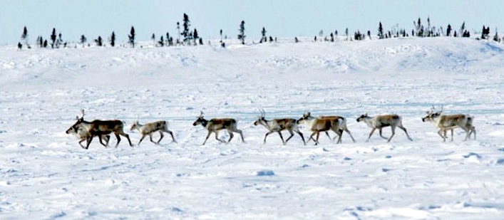 Barren-ground caribou: World Wildlife Fund-Canada says alarming declines in northern caribou populations require drastic measures. That means industrial development must be banned in caribou calving-grounds, the WWF says. (PHOTO COURTESY WWF)