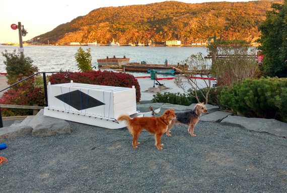 Two four-legged models wait to be hitched up to a qamutik along St. John’s waterfront Oct. 8, where Nunatsiavut artist Mark Igloliorte was drawing pet portraits of the amateur sled dogs. The installation was one of a few dozen Arctic-themed arts and craft on display at an evening art crawl in the city called INuit Blanche, held in conjunction with this year's Inuit Studies Conference. (PHOTO BY AMY PROUTY) 
