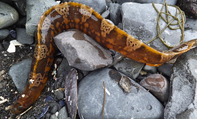 Sanikiluaq photographer Sarah Meeko loves to take her camera out on the land and near the shoreline when she travels and harvests food around the Belcher Islands in southern Hudson Bay. Here's an eel she discovered in late September. She says she sometimes sees eels but this one was larger than the ones she usually spots. When asked what they taste like she said she'd never eaten one. Are they edible? Have you eaten one? Tell us about it. (Nunatsiaq contributer Clare Kines just pointed out this is actually called a banded gunnel. Thanks Clare!) (PHOTO BY SARAH MEEKO)
