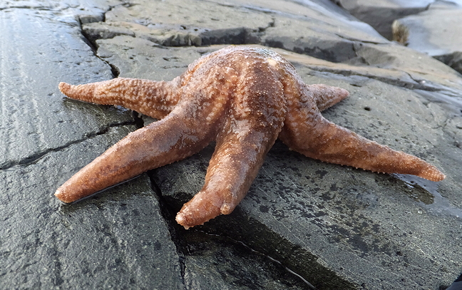 Star light, star bright, first star I see tonight. Sea stars, often referred to as star fish, are commonly found on the Arctic sea floor and this one was found just east of Sanikiluaq, in southern Hudson Bay. Sea stars are not actually fish. They are echinoderms, a family of creatures that includes sea urchins, sea cucumbers and sand dollars. Instead of blood, echinoderms pump salt water through their bodies and absorb nutrients that way, according to the U.S. National Ocean Service website. (PHOTO BY SARAH MEEKO)