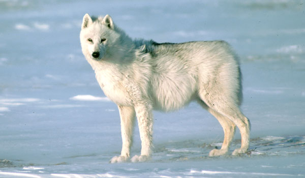 Residents of Iqaluit have reported sightings of a wolf around the community in recent days. Though attacks are rare, wildlife officers are warning residents to be cautious while outdoors at night.  (FILE PHOTO )