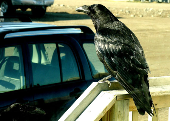 A raven perches on a railing outside an Iqaluit house early on a sunny summer morning. Do raven feces cause cancer and other diseases? Pauloosie Keyootak, the MLA for Uqqummiut would like to know. (FILE PHOTO)